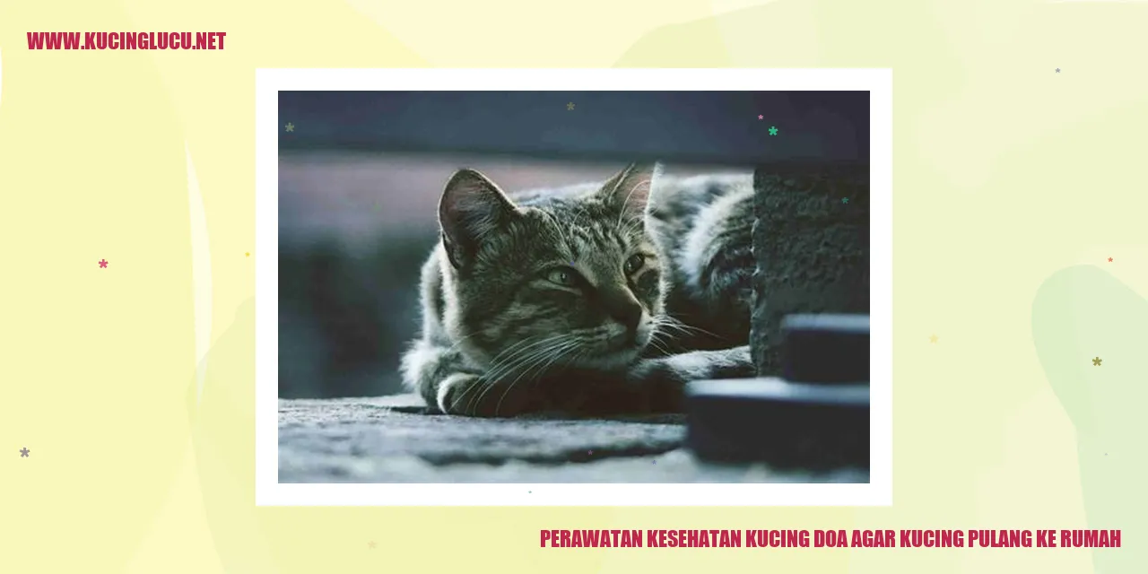 Perawatan Kesehatan Kucing