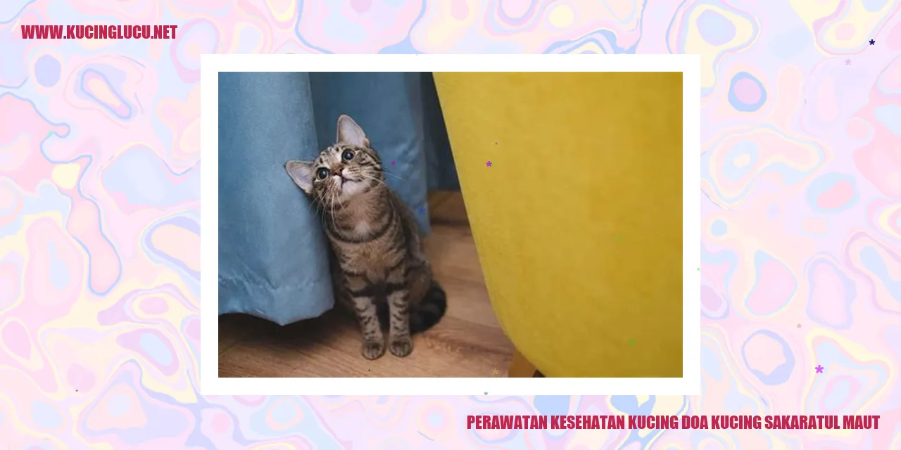 Perawatan Kesehatan Kucing saat Sakaratul Maut