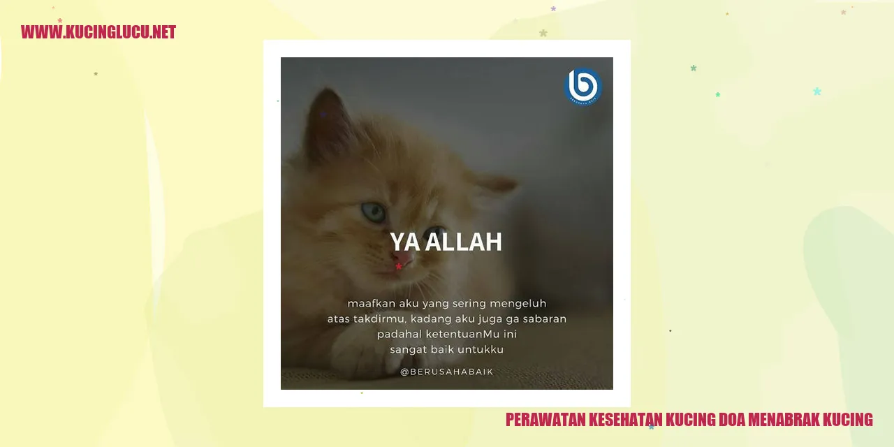 Perawatan Kesehatan Kucing doa menabrak kucing