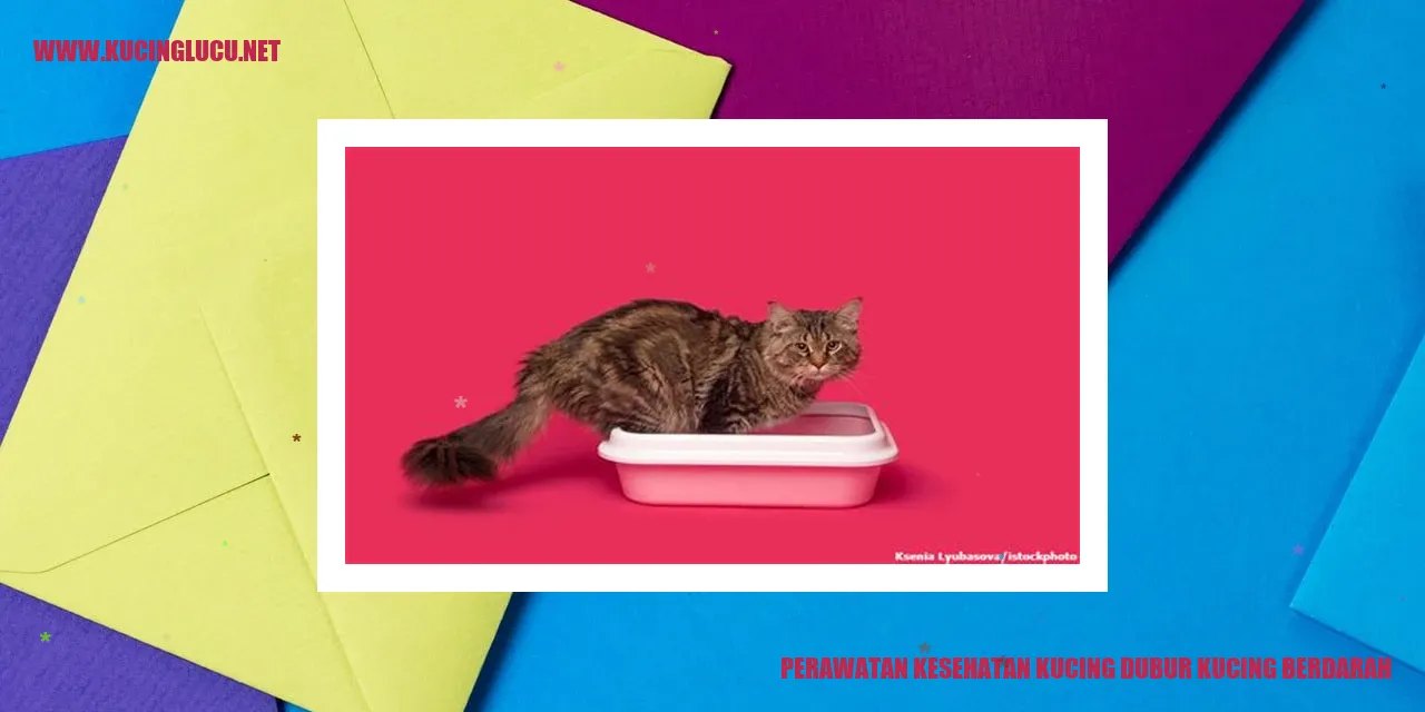 Gambar Kucing dengan Masalah Darah pada Dubur