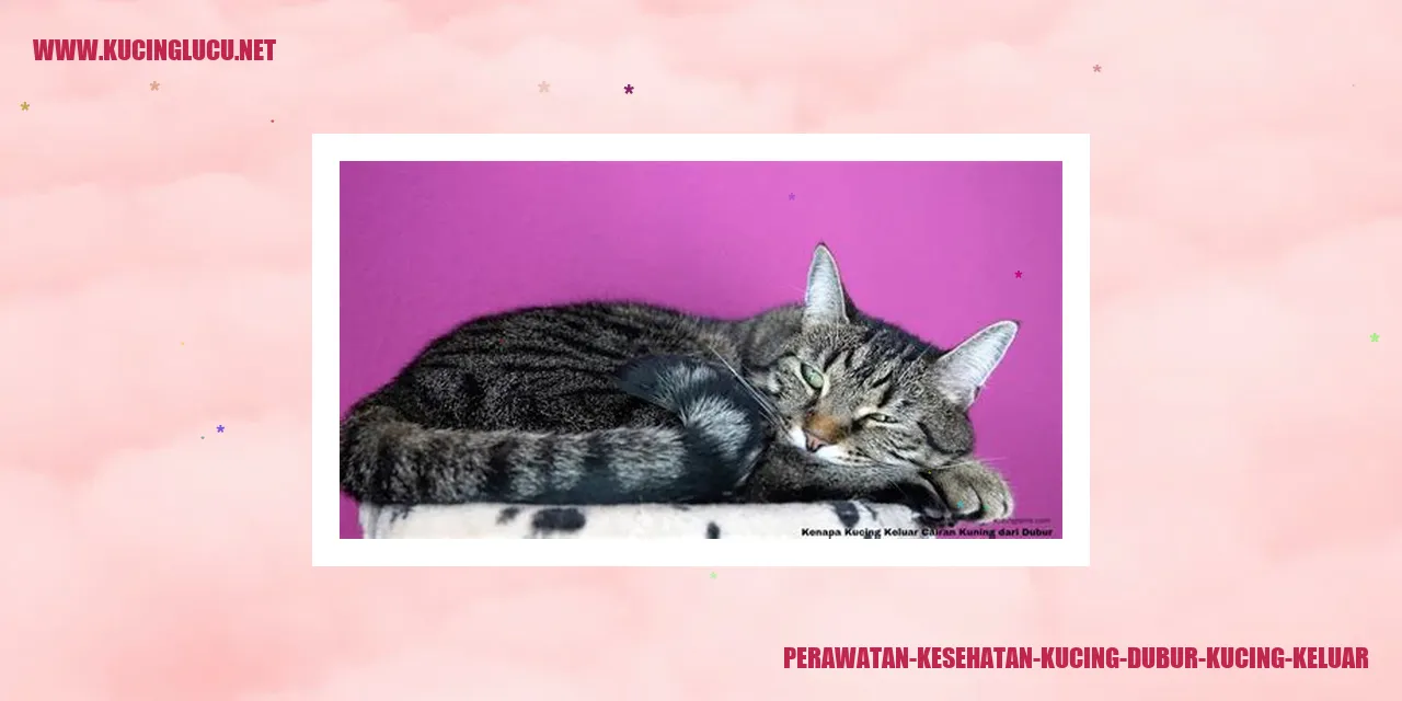 Gambar Dubur Kucing Keluar
