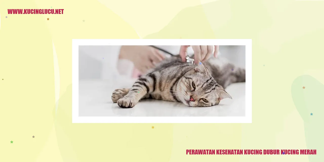 Perawatan Kesehatan Kucing Dubur Kucing Merah