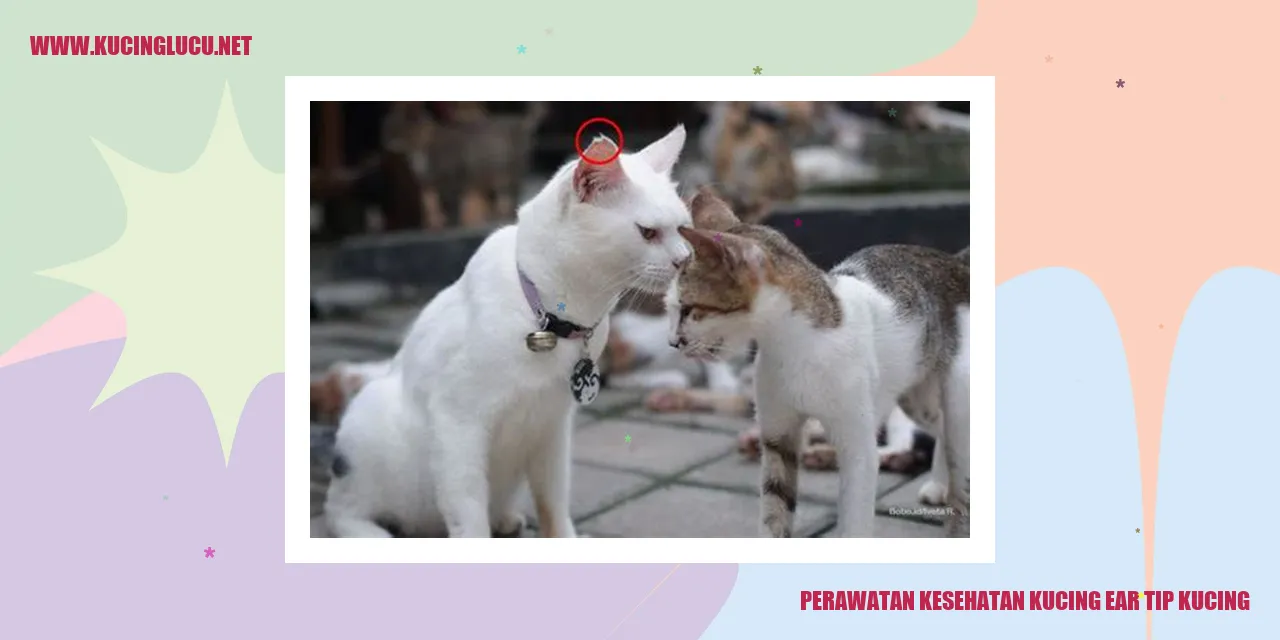 Perawatan Kesehatan Kucing ear tip kucing