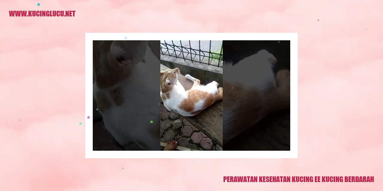 kucing berdarah