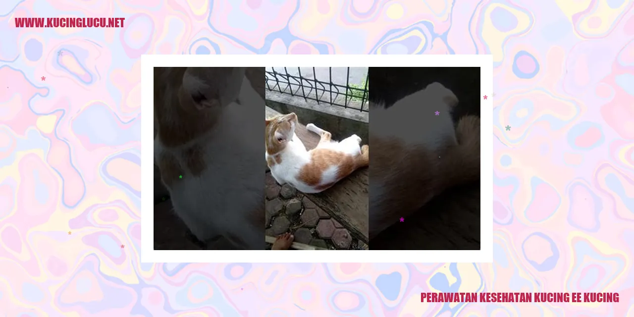 Perawatan Kesehatan Kucing