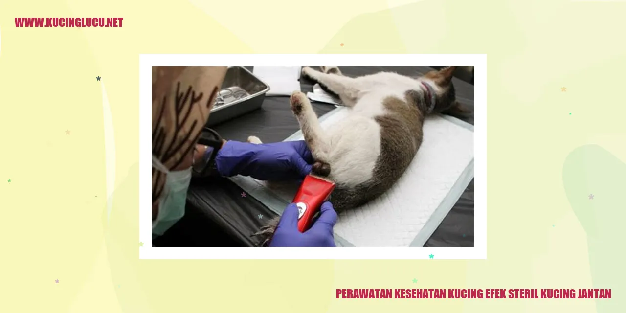 Perawatan Kesehatan Kucing: Dampak Sterilisasi pada Kucing Jantan