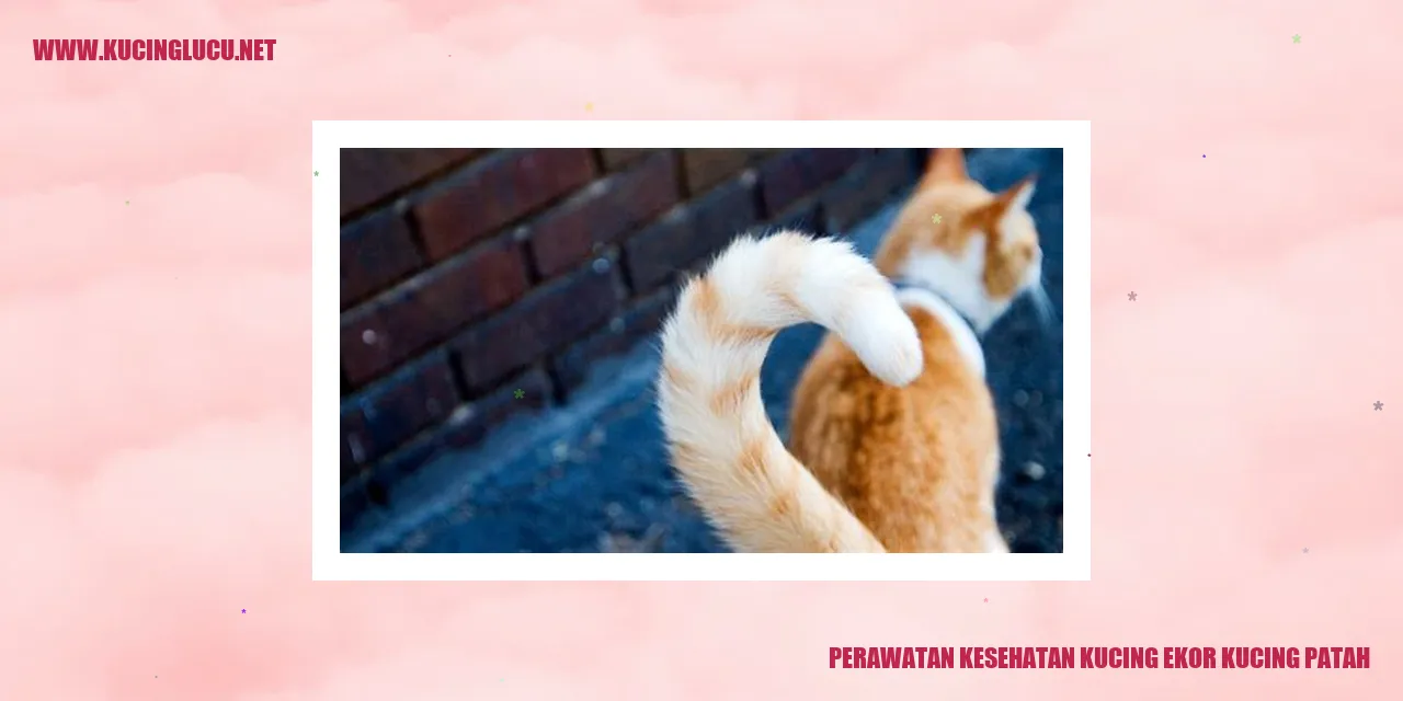 Gambar kucing dengan ekor patah