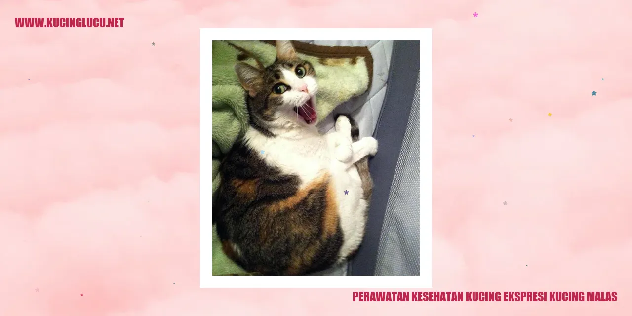 Perawatan Kesehatan Kucing Ekspresi Kucing Malas