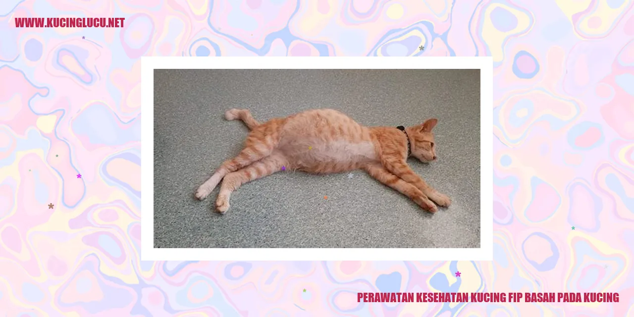 Perawatan Kesehatan Kucing fip basah pada kucing