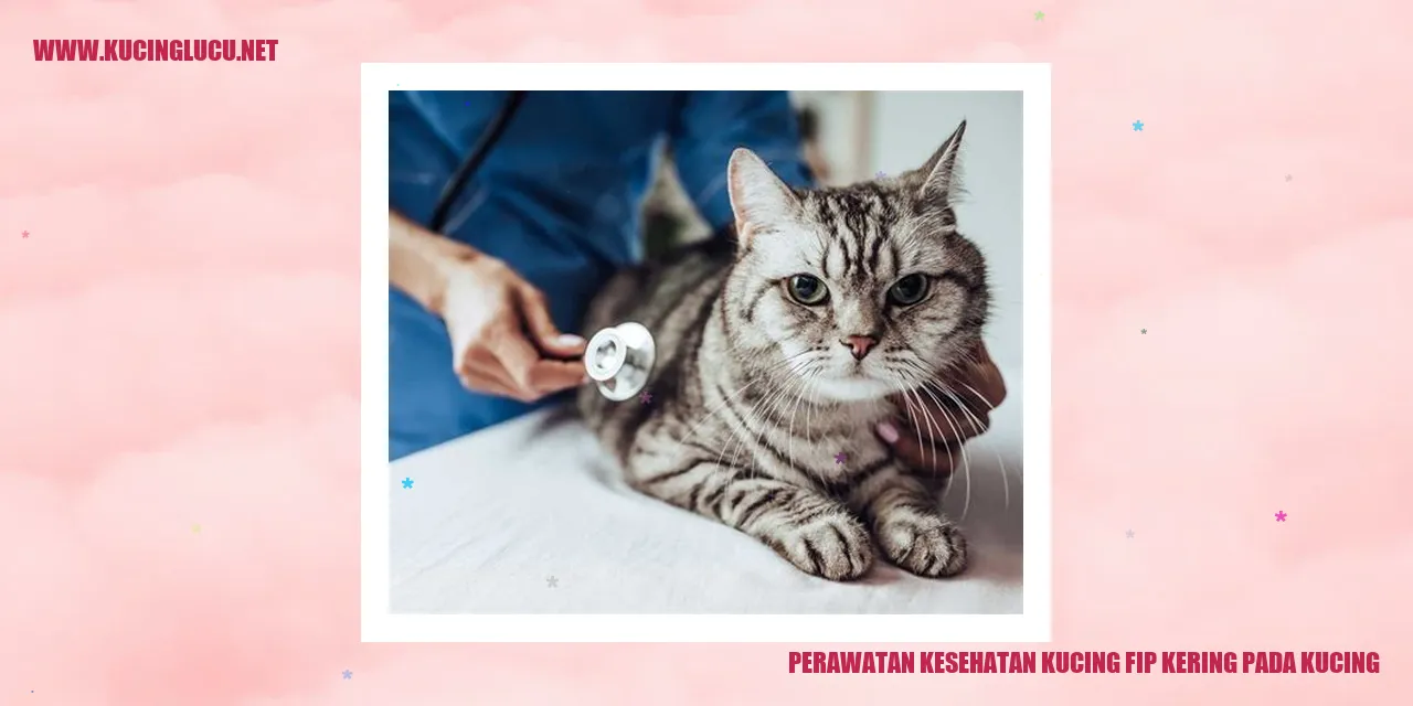 Perawatan Kesehatan Kucing fip kering pada kucing