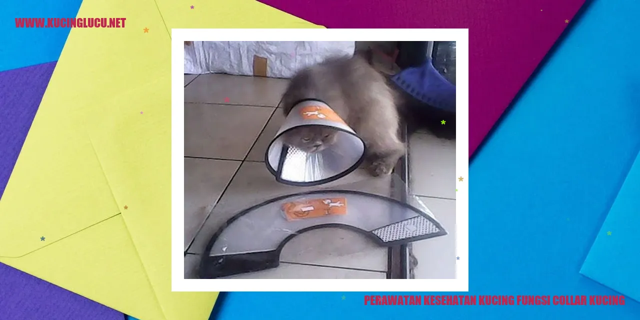 Leheran Kucing
