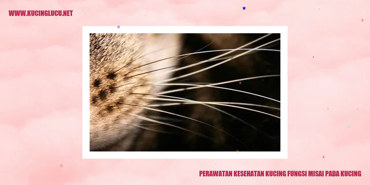 Gambar Kucing