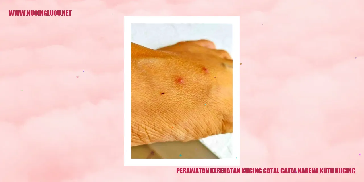Perawatan Kesehatan Kucing gatal gatal karena kutu kucing