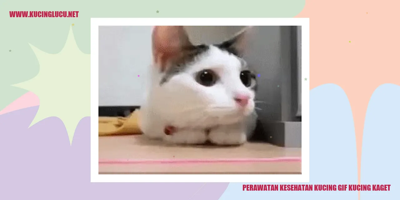 Gambar Kucing Kaget