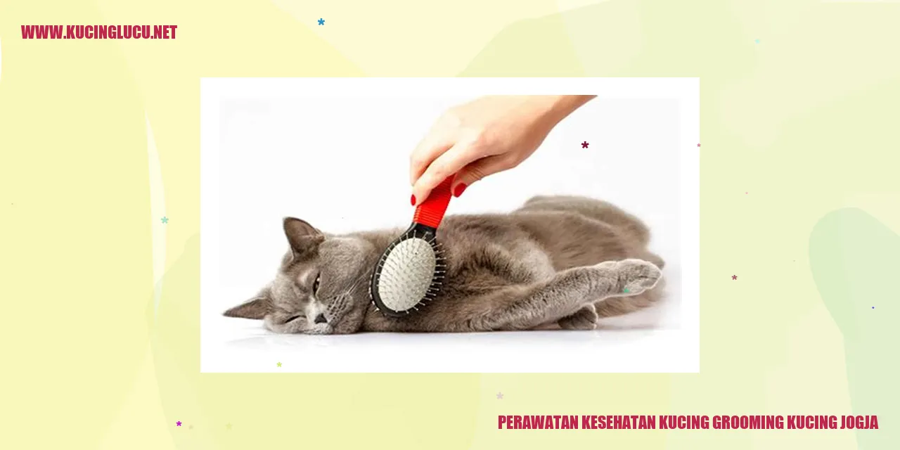 Gaya Kucing yang Cantik di Jogja