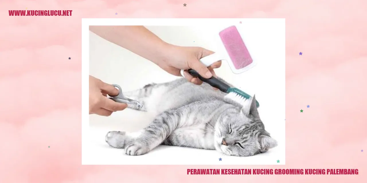 Perawatan Kesehatan Kucing Grooming di Palembang