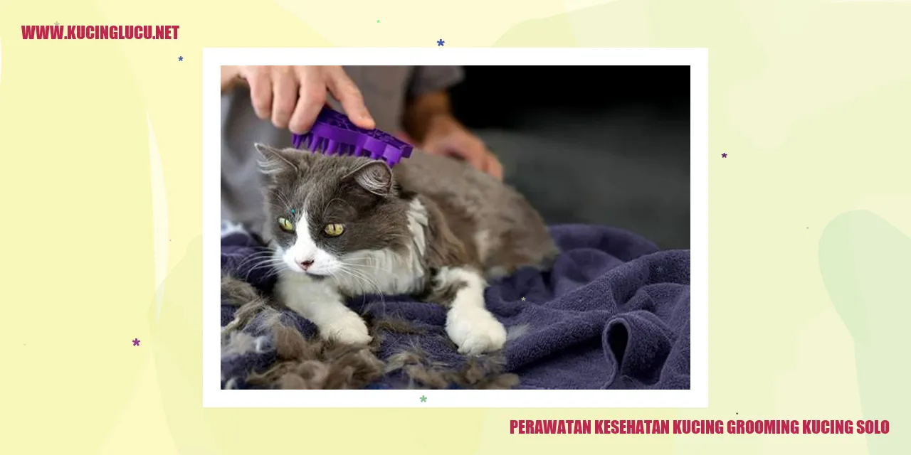 Perawatan Kesehatan Kucing grooming kucing solo