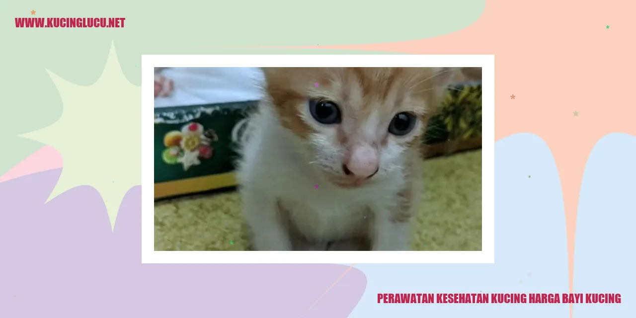 Gambar Kucing