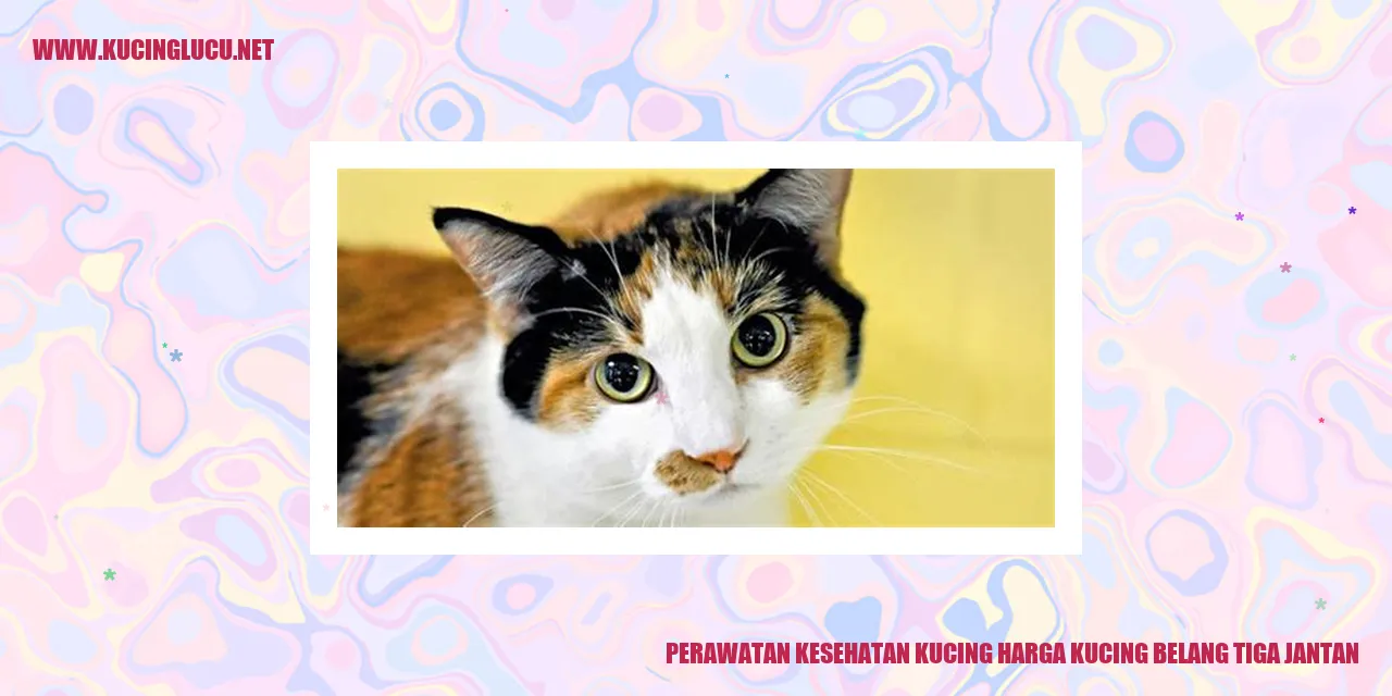 Perawatan Kesehatan Kucing Belang Tiga Jantan