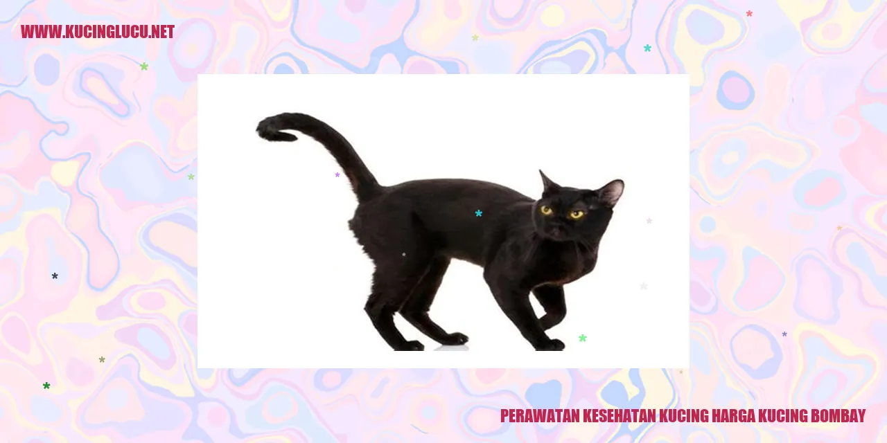 Kucing Bombay