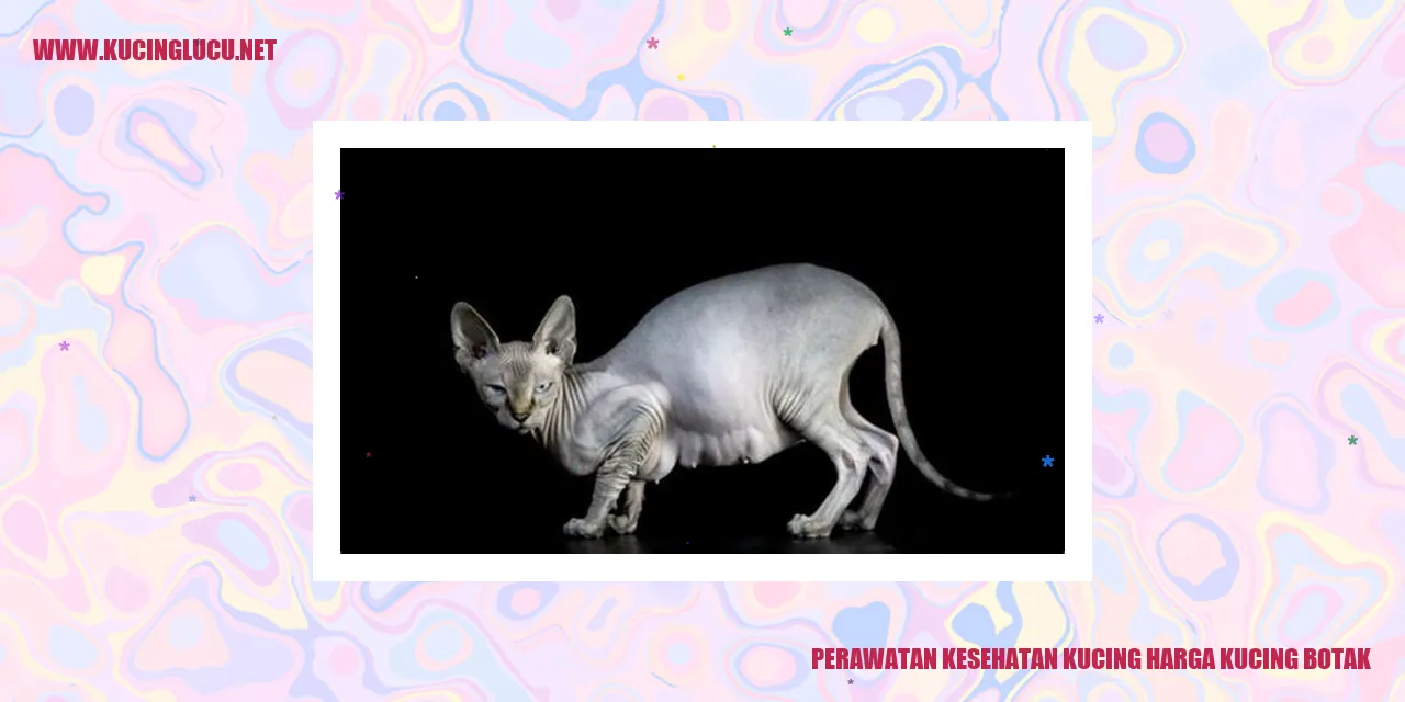 Perawatan Kesehatan Kucing Botak