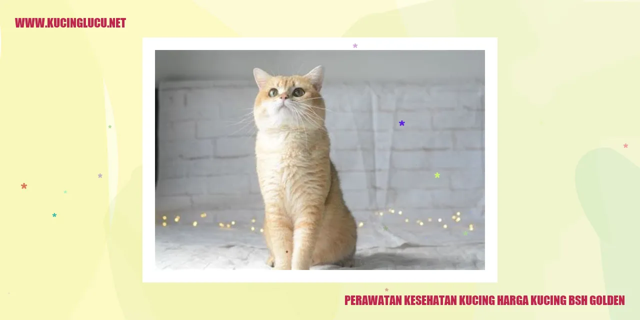 Gambar kucing sedang berbaring