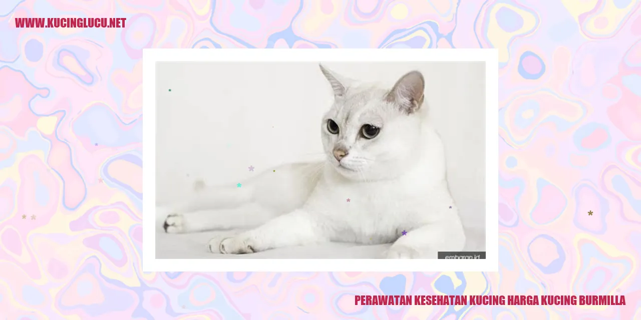 Perawatan Kesehatan Kucing harga kucing burmilla