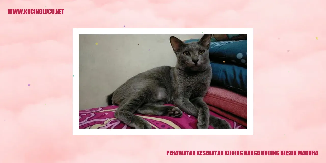 Perawatan Kesehatan Kucing