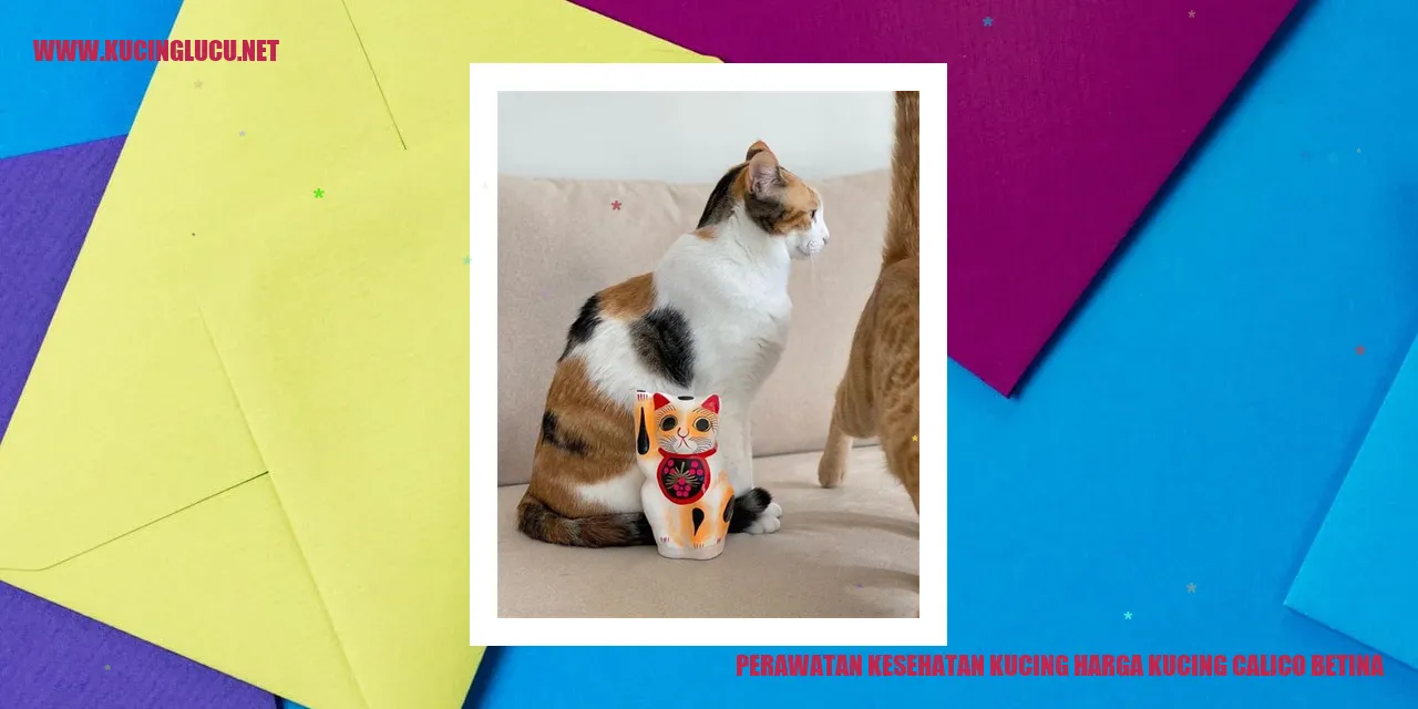 Kucing Calico Betina