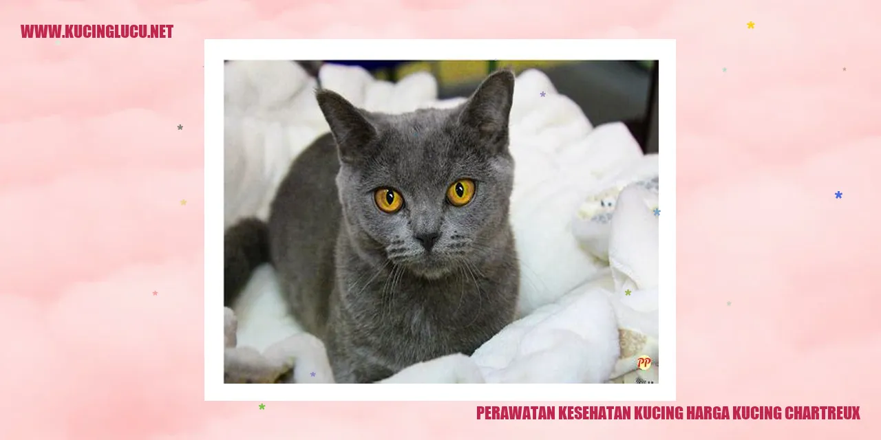 Kucing Chartreux
