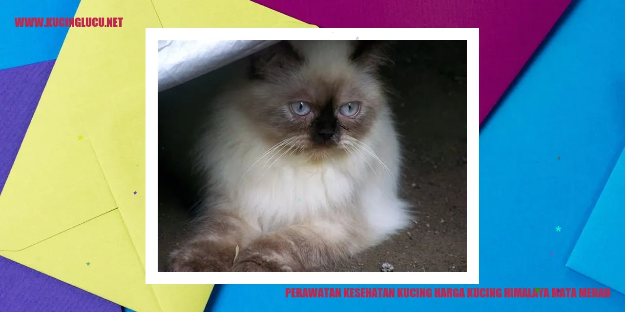 Kucing Himalaya Mata Merah