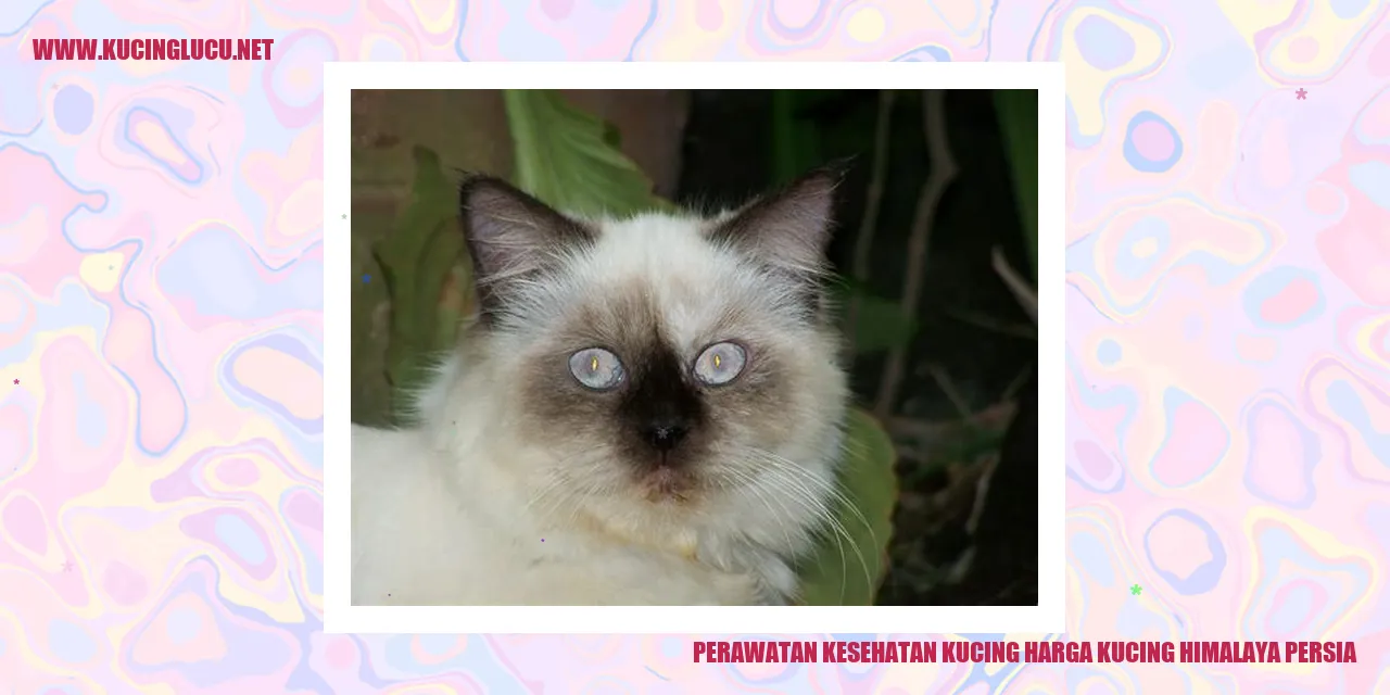 Kecantikan Kucing Persia Himalaya