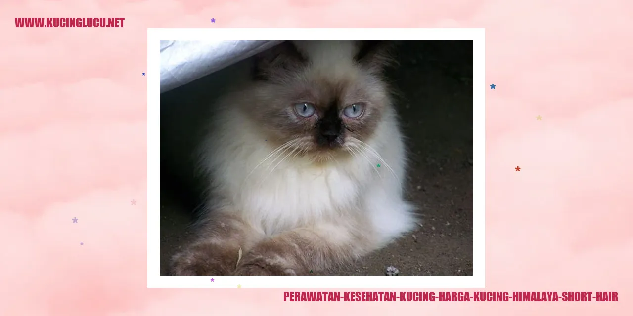 Perawatan Kucing Himalaya Short Hair
