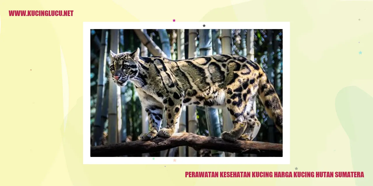 Perawatan Kesehatan Kucing Hutan Sumatera