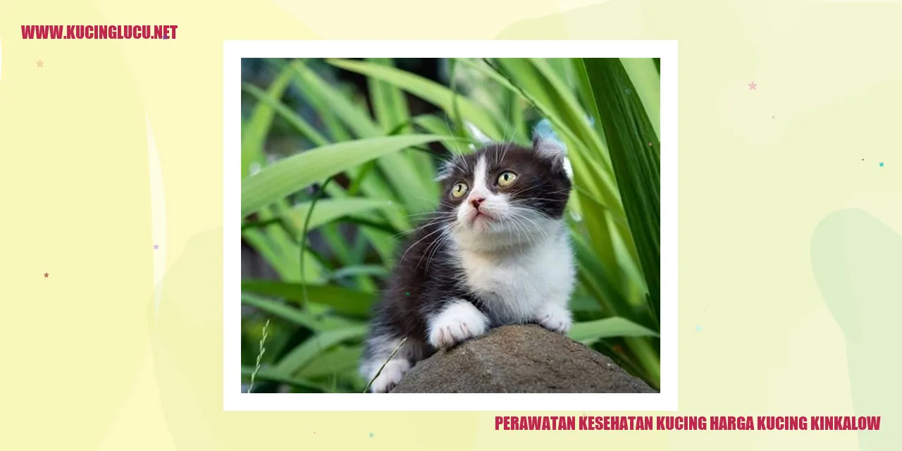 Perawatan Kesehatan Kucing Kinkalow