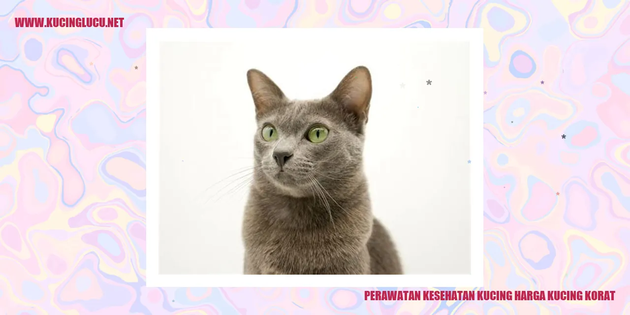 Gambar Kucing Korat