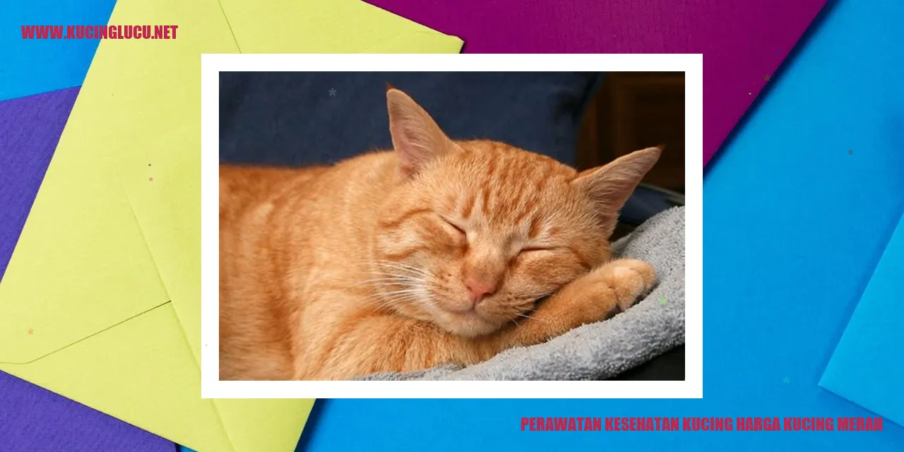 Perawatan Kesehatan Kucing harga kucing merah