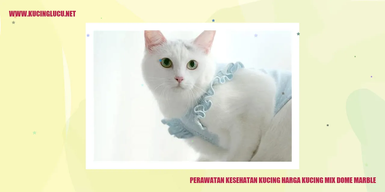 Gambar kucing yang menarik perhatian