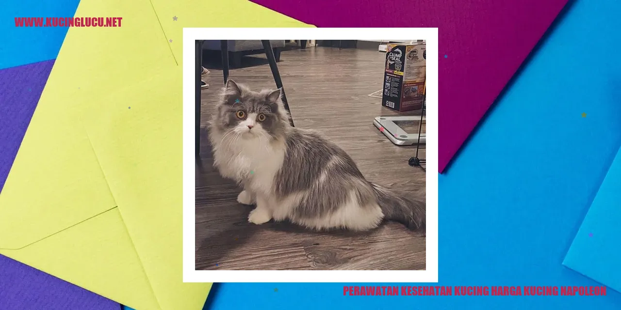 Perawatan Kesehatan Kucing Napoleon