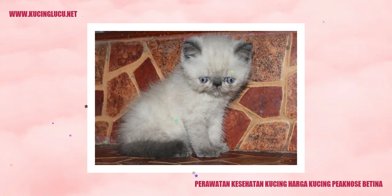 Perawatan Kesehatan Kucing Peaknose Betina