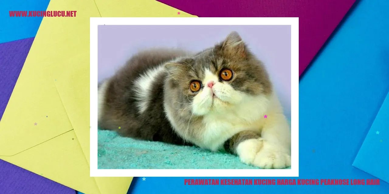 Gambar Kucing Berkualitas