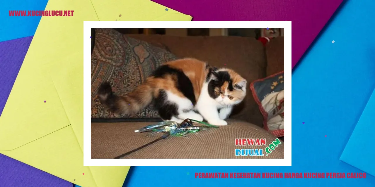 Gambar Kucing Persia Calico