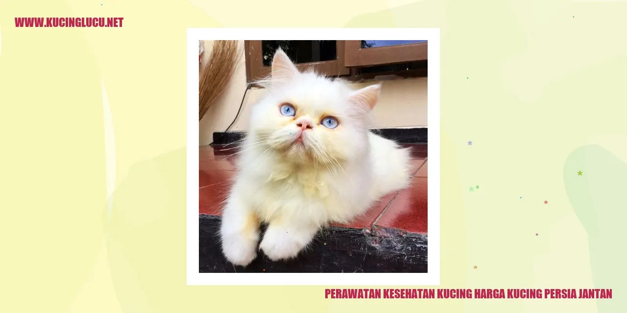 Perawatan Kesehatan Kucing Persia Jantan