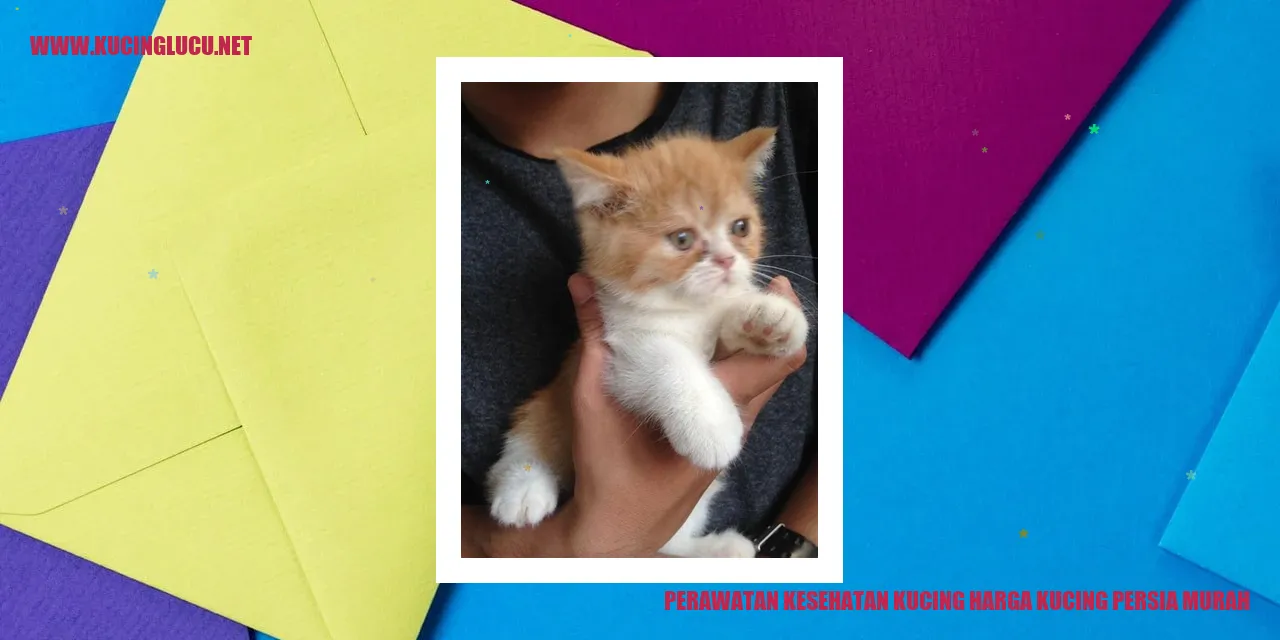 Perawatan Kesehatan Kucing Harga Kucing Persia Murah