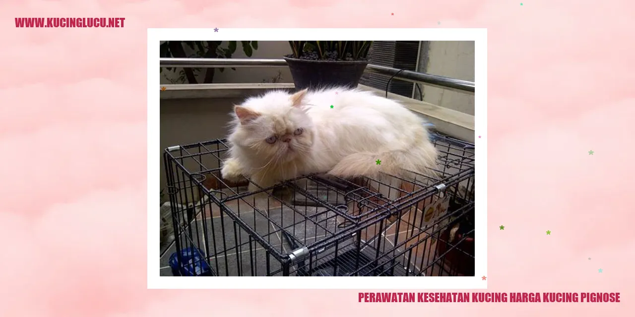 Kucing Pignose