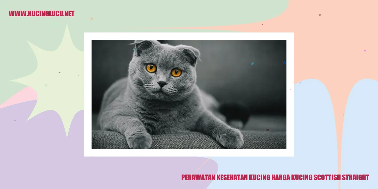 kucing scottish straight