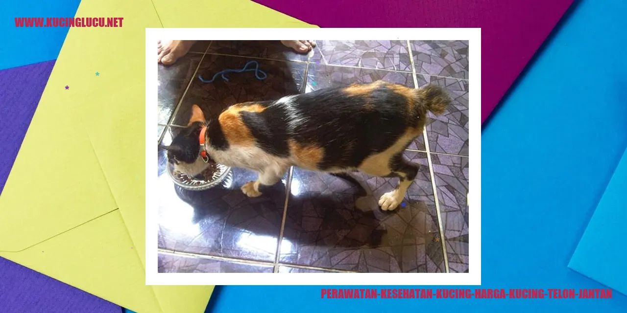 Perawatan Kesehatan Kucing