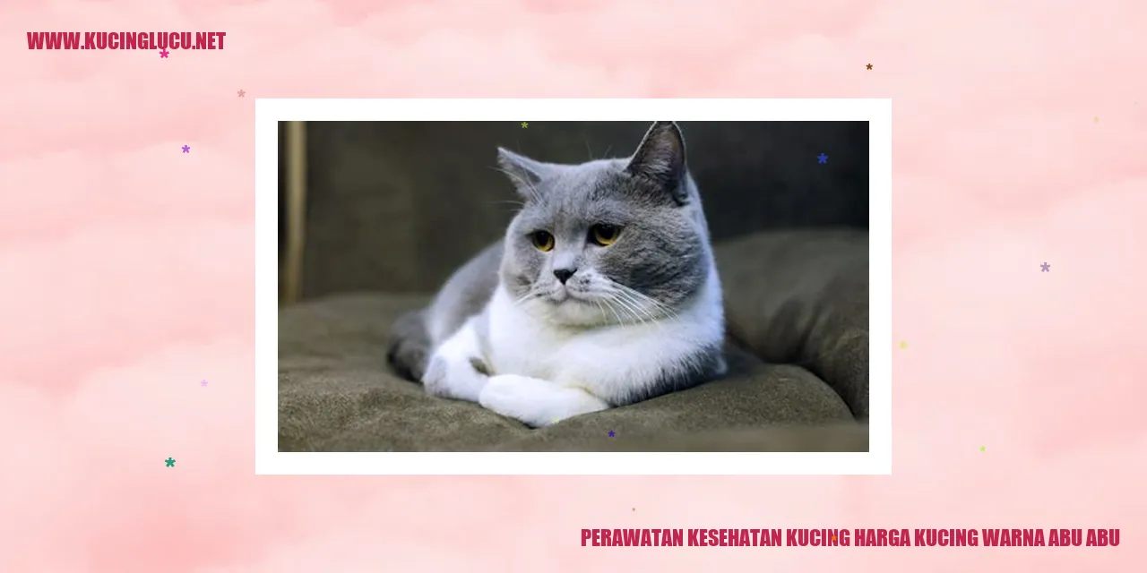 gambar kucing warna abu-abu