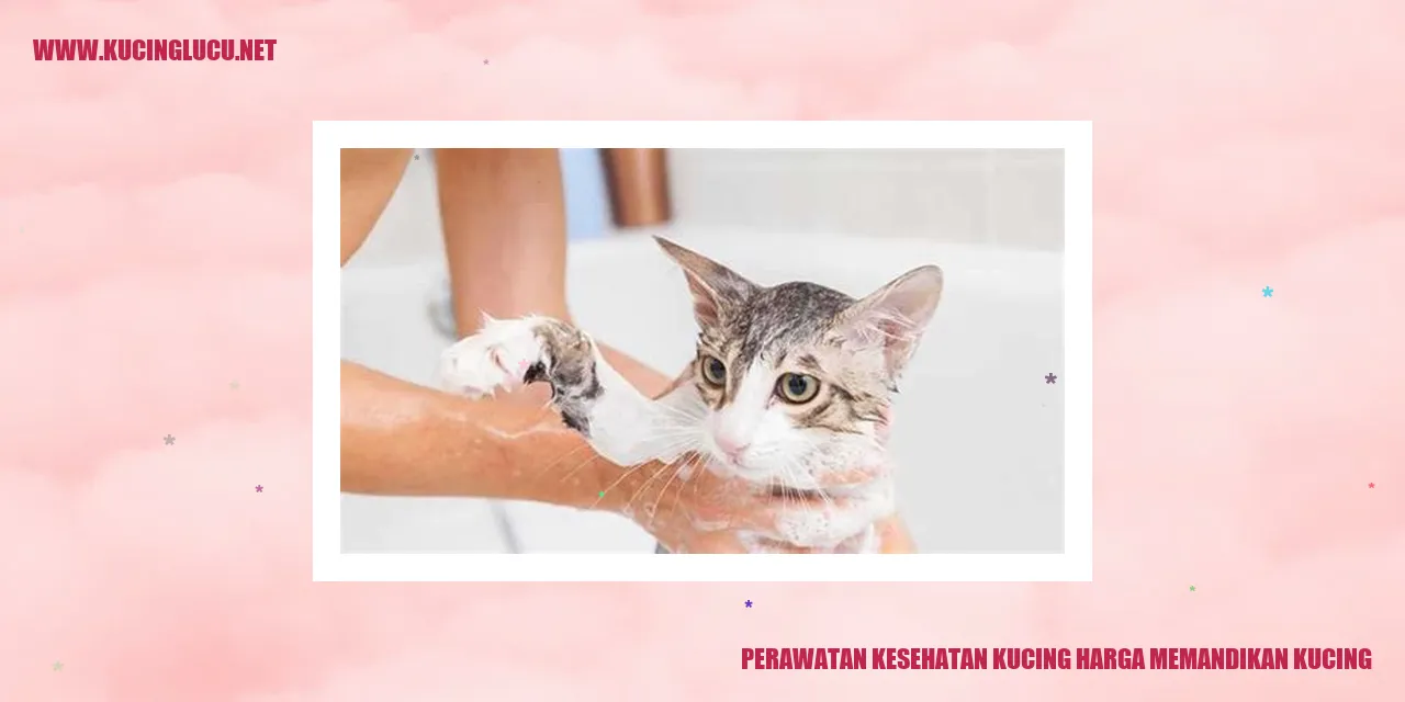 Kucing sedang dimandikan