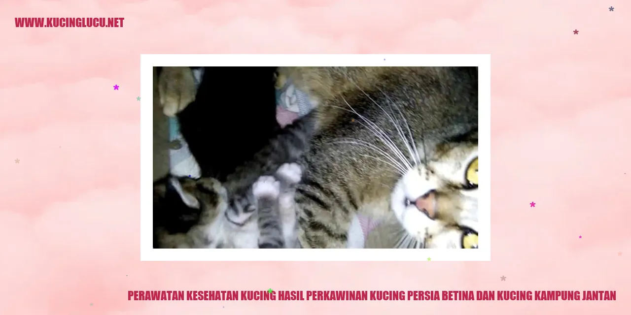 Kucing Persia dan Kucing Kampung